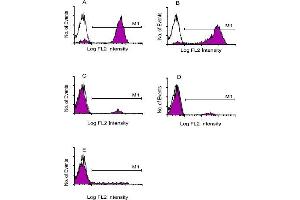 Immunofluorescent Staining: Human peripheral blood mononuclear cells were labeled with either Mouse anti-Human CD3 (IgG1) (A), anti-Human CD5 (IgG2a) (B), anti-Human CD22 (IgG2b) (C), anti-Human IgD (IgG3) (D) or anti-Human CD57 (IgM) (E). (山羊 anti-小鼠 IgA, IgG, IgM Antibody (PE))