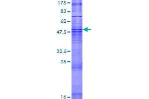 OR6B2 Protein (AA 1-312) (GST tag)