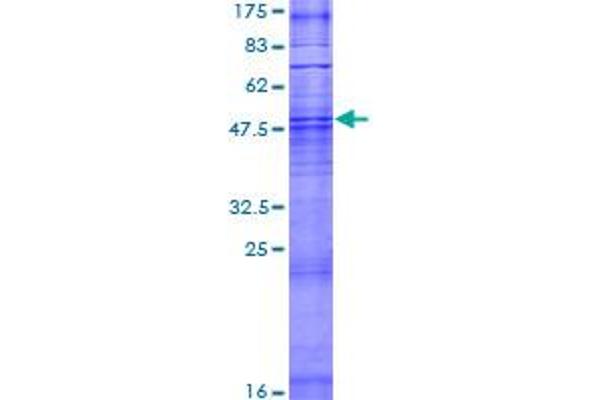 OR6B2 Protein (AA 1-312) (GST tag)