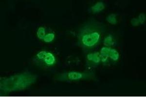 Anti-ARNT mouse monoclonal antibody (ABIN2452786) immunofluorescent staining of COS7 cells transiently transfected by pCMV6-ENTRY ARNT (RC216724). (ARNT 抗体)