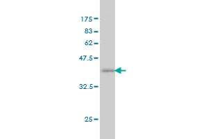 Western Blot detection against Immunogen (37. (NCOA6 抗体  (AA 1954-2063))