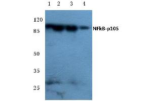 Western blot (WB) analysis of NFκB-p105 antibody at 1/500 dilution (NFKB1 抗体)