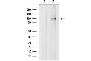 anti-phosphodiesterase 4A, CAMP-Specific (PDE4A) (C-Term) antibody