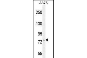ANR44 Antibody (Center) (ABIN654733 and ABIN2844421) western blot analysis in  cell line lysates (35 μg/lane). (ANKRD44 抗体  (AA 481-510))