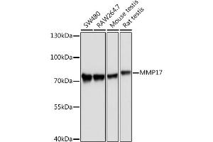 Western blot analysis of extracts of various cell lines, using MMP17 Rabbit pAb (ABIN3017219, ABIN3017220, ABIN3017221 and ABIN1680859) at 1:1000 dilution. (MMP17 抗体)