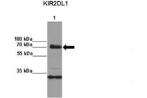 Amount and Sample Type: Lane 1:2x107 KIR3DL1 transfected NKL cells IP Antibody: KIR2DL1 Amount of IP Antibody: Primary Antibody: KIR2DL1 Primary Antibody Dilution: 1: x50Secondary Antibody: Anti-rabbit-HRP Secondary Antibody Dilution: 1:x0,000  Gene Name: KIR2DL1 Submitted by: Kerry S. (KIR2DL1 抗体  (C-Term))