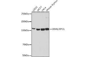 Western blot analysis of extracts of various cell lines, using CRM1/XPO1 antibody (ABIN7267067) at 1:1000 dilution. (XPO1 抗体)