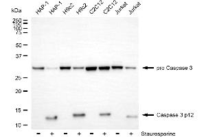 Western blotting analysis using Caspase 3 p12 antibody (ABIN7797896). (Recombinant Caspase 3 p12 抗体)