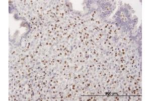 Immunoperoxidase of purified MaxPab antibody to RUNX3 on formalin-fixed paraffin-embedded human endometrium. (RUNX3 抗体  (AA 1-429))