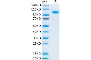 Biotinylated Human Her3/ErbB3 on Tris-Bis PAGE under reduced condition. (ERBB3 Protein (AA 20-643) (His-Avi Tag,Biotin))