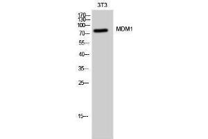 Western Blotting (WB) image for anti-Mdm1 Nuclear Protein (MDM1) (C-Term) antibody (ABIN3185500)