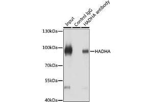 Immunoprecipitation (IP) image for anti-Hydroxyacyl-Coenzyme A Dehydrogenase/3-Ketoacyl-Coenzyme A Thiolase/enoyl-Coenzyme A Hydratase (Trifunctional Protein), alpha Subunit (HADHA) (AA 484-763) antibody (ABIN6141586)