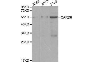 Western blot analysis of extracts of various cell lines, using CARD8 antibody. (CARD8 抗体  (AA 1-200))