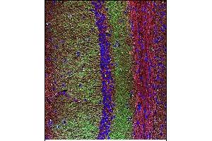 Confocal immunofluorescent analysis of SYP Antibody (C-term) with mouse brain tissue followed by Alexa Fluor 488-conjugated goat anti-rabbit lgG (green).
