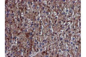 Image no. 7 for anti-Complement Component 1, S Subcomponent (C1S) antibody (ABIN1497565) (C1S 抗体)