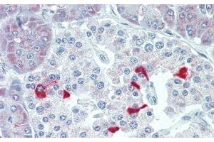 Detection of TSHb in Human Pancreas Tissue using Polyclonal Antibody to Thyroid Stimulating Hormone Beta (TSHb) (TSHB 抗体  (AA 21-138))