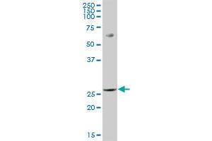 PGLS MaxPab polyclonal antibody. (PGLS 抗体  (AA 1-258))