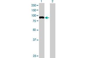 Western Blot analysis of FBXO40 expression in transfected 293T cell line by FBXO40 MaxPab polyclonal antibody. (FBXO40 抗体  (AA 1-709))