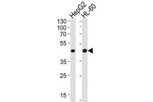 Western Blotting (WB) image for anti-Actin, beta (ACTB) antibody (ABIN3028446)
