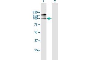 Western Blot analysis of MCM7 expression in transfected 293T cell line by MCM7 MaxPab polyclonal antibody. (MCM7 抗体  (AA 1-719))