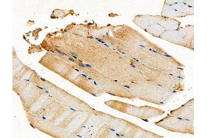 ABIN6258103 and ABIN6275535 at 1/100 staining Mouse muscle tissue by IHC-P. (PLK3 抗体  (Internal Region))