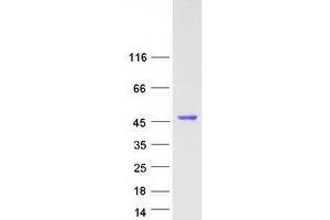 Validation with Western Blot