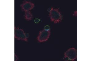 Detection of phosphorylated CD3 zeta (; light blue) in immunological synapse formed between the lymph node naïve T cells from AND TCR transgenic mice and DCEK cells loaded with MCC peptide, after 20 min. (CD247 抗体  (Tyr72))