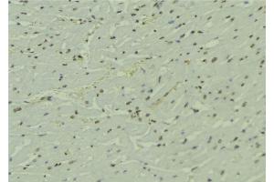 ABIN6274041 at 1/100 staining Mouse muscle tissue by IHC-P. (PTBP2 抗体  (Internal Region))