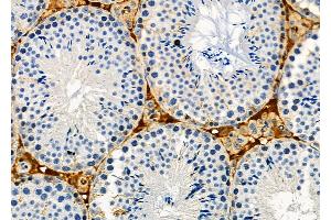 ABIN6262587 and ABIN6273127 at 1/100 staining Mouse testis tissue by IHC-P. (INHBA 抗体  (Internal Region))
