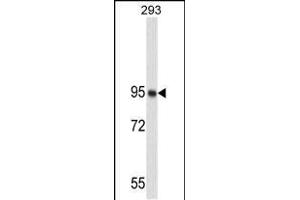 Western blot analysis of NUCL Antibody (ABIN658982 and ABIN2838031) in 293 cell line lysates (35 μg/lane). (Nucleolin 抗体)