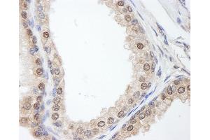Immunohistochemistry (IHC) image for anti-FK506 Binding Protein 4, 59kDa (FKBP4) (AA 1-50) antibody (ABIN7454535) (FKBP4 抗体  (AA 1-50))
