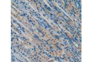 IHC-P analysis of Mouse Stomach Tissue, with DAB staining. (Osteocalcin 抗体  (AA 14-95))
