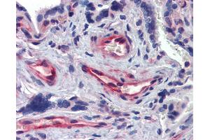 Anti-AKIRIN1 antibody IHC of human placenta. (Akirin 1 抗体  (N-Term))