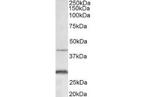ABIN5539817 (0. (CXCR2 抗体  (N-Term))