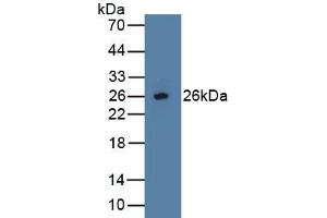 Detection of Recombinant OPG, Human using Polyclonal Antibody to Osteoprotegerin (OPG) (Osteoprotegerin 抗体  (AA 1-196))