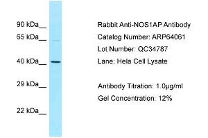 Western Blotting (WB) image for anti-Nitric Oxide Synthase 1 (Neuronal) Adaptor Protein (NOS1AP) (C-Term) antibody (ABIN2789715) (NOS1AP 抗体  (C-Term))