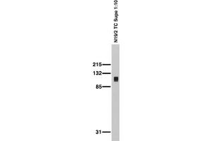 Adult rat brain membrane immunoblot. (DLG3 抗体  (AA 1-120))