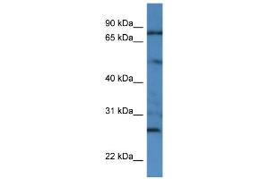WB Suggested Anti-GOLGA1 Antibody Titration: 0. (GOLGA1 抗体  (N-Term))