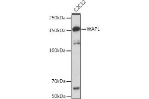 Western blot analysis of extracts of C2C12 cells, using WAPL Rabbit mAb (ABIN7271380) at 1:1000 dilution. (WAPAL 抗体)