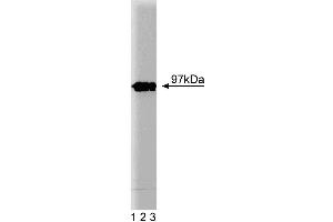 Western blot analysis of Eps8 on a lysate from mouse macrophages (RAW 264. (EPS8 抗体  (AA 628-821))