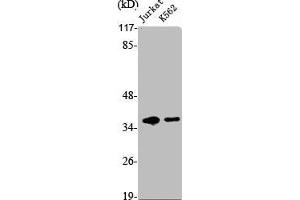 Western Blot analysis of Jurkat K562 cells using Mat1 Polyclonal Antibody