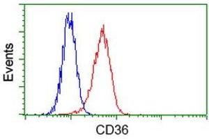 Flow Cytometry (FACS) image for anti-CD36 (CD36) antibody (ABIN1497274) (CD36 抗体)