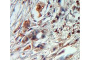 Used in DAB staining on fromalin fixed paraffin-embedded pancreas tissue (SDC4 抗体  (AA 23-149))