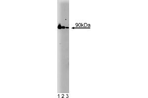 Western Blotting (WB) image for anti-Heat Shock Protein 90 (HSP90) (AA 586-732) antibody (ABIN967958) (HSP90 抗体  (AA 586-732))