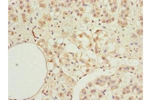 Immunohistochemistry of paraffin-embedded human adrenal gland tissue using ABIN7156132 at dilution of 1:100 (KPNA6 抗体  (AA 277-536))