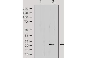 Western blot analysis of extracts from HepG2, using MRPL32 Antibody. (MRPL32 抗体  (Internal Region))