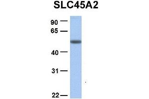 Host:  Rabbit  Target Name:  SLC45A2  Sample Type:  Human Adult Placenta  Antibody Dilution:  1. (SLC45A2 抗体  (C-Term))