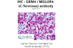 Image no. 2 for anti-Glutamate Receptor, Metabotropic 4 (GRM4) (C-Term) antibody (ABIN1735271) (Metabotropic Glutamate Receptor 4 抗体  (C-Term))