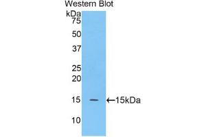Western blot analysis of the recombinant protein. (MGEA5 抗体  (AA 695-814))