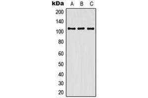 Western blot analysis of Contactin 3 expression in HEK293T (A), SP2/0 (B), H9C2 (C) whole cell lysates. (CNTN3 抗体  (Center))